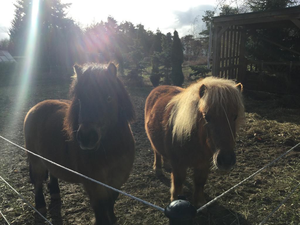 Zu Jeddelohs Lodge Hotel Gladenbach Dış mekan fotoğraf